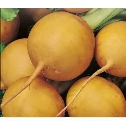 Toraf 10g Rzepa Goudbal Nasiona warzyw Wczesna Delikatny smak Poplon