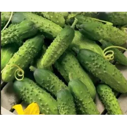 Toraf 1g Ogórek Octopus F1 Nasiona warzyw Gruntowy Średniowczesny Konserwowy