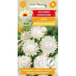 Toraf 0,5g Kocanka Ogrodowa Biała Nasiona kwiatów Roślina rabatowa Na kwiat cięty