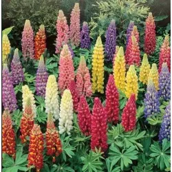 Toraf 1g Łubin Letni Mix Nasiona kwiatów Roślina jednoroczna Mieszanka kolorów Kwiat cięty Kwietniki