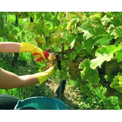 Felco 300 Sekator nożycowy do winorośli agrestu Ogrodowy