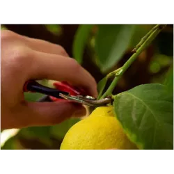 Felco 320 Sekator jednoręczny Nożyczki Ogrodowy Przycinanie