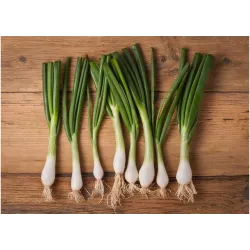 Biopon 0,5g Cebula Siedmiolatka Bajkał Nasiona warzyw Odmiana mrozoodporna Szczypiorek