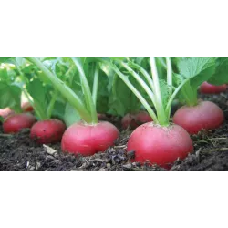 BIOPON 8G RZODKIEWKA ŁAGODNA W SMAKU KRASA NASIONA