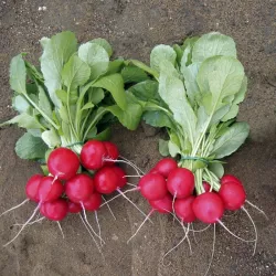 BIOPON 8G RZODKIEWKA ŁAGODNA W SMAKU KRASA NASIONA