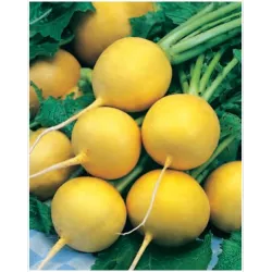 PNOS 10g Rzodkiewka Zlata Żółta Okrągła Nasiona warzyw Soczysta