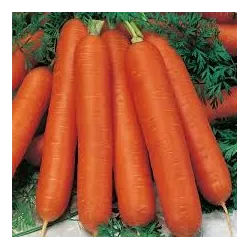 BIOPON 4g Marchew jadalna Sukces Nasiona warzyw Odmiana późna Witaminy Karoten