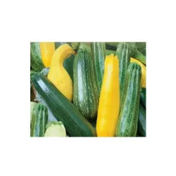 Toraf 3g Cukinia Mix Odmian Nasiona Warzyw Smaczne Plenne