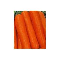 Toraf 5g Marchew Naomi Nasiona Wczesna Smaczna Soczysta