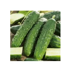 Toraf 3g Ogórek Corveta F1 Nasiona warzyw Gruntowy Bardzo Plenny