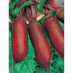 Biopon 15g Burak Ćwikłowy Opolski Nasiona warzyw Odmiana cylindryczna Przetwórstwo Przechowywanie