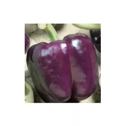 Toraf 0,3g Papryka Bakłażanowa Loran Fioletowa Nasiona do Gruntu Szklarni