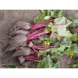 Biopon 15g Burak Ćwikłowy Opolski Nasiona warzyw Odmiana cylindryczna Przetwórstwo Przechowywanie