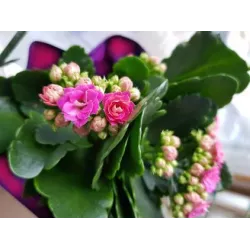 Biopon 1 l Żel Nawóz do Roślin Doniczkowych Odżywka Wzmacnia