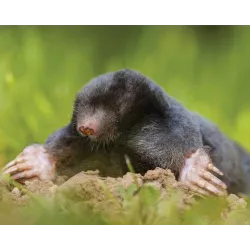 Sumin 500ml Płyn Środek na Krety Odstrasza Zwalcza Kopce