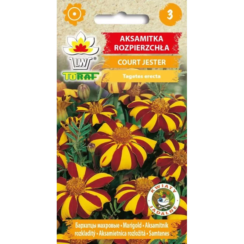 Toraf 0,5g Aksamitka Court Jester Nasiona Kwiatów Wysoka w Paski