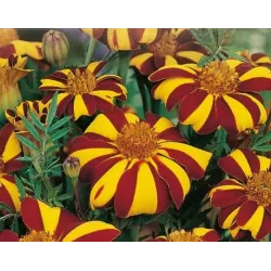 Toraf 0,5g Aksamitka Court Jester Nasiona Kwiatów Wysoka w Paski