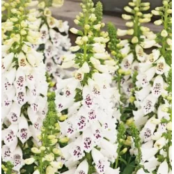 Toraf 0,2g Naparstnica Purpurowa Biała Nasiona Kwiatów Dwuletnia