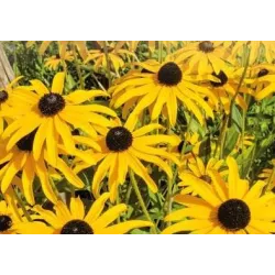 Toraf 0,5g Rudbekia My Joy Nasiona Kwiatów Bylina Żółta