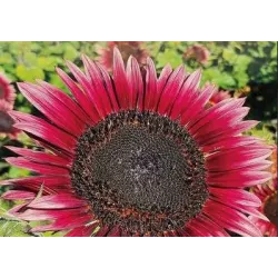 Toraf 2g Słonecznik Ozdobny Cherry Queen Nasiona Niski Czerwony