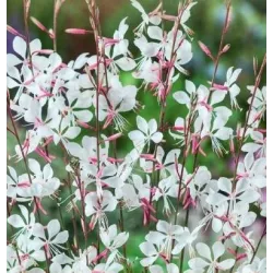 Toraf 0,5g Gaura Biała Nasiona Wieloletnia Bylina Motylki