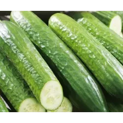 Toraf 1g Ogórek Saladin Sałatkowy Szklarniowy Nasiona warzyw odmiana długa bardzo plenna sałatki