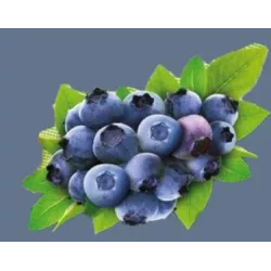 Florovit 3 kg Nawóz do borówek i innych roślin kwaśnolubnych