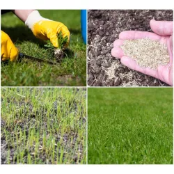 Rolimpex 5kg Trawa Renowacja Mix Nasiona Skuteczna Regeneracja Trawnika