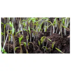 Rolimpex 5kg Trawa Renowacja Mix Nasiona Skuteczna Regeneracja Trawnika