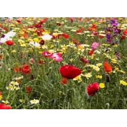 Rolimpex 4kg Trawa Flowering Mix Nasiona Graminex z Iławy Łąka Kwietna Długokwitnąca