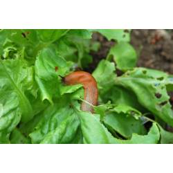 Zielony Dom 2,5kg Pożegnanie ze ślimakiem Ekologiczny Środek ślimakobójczy Skutecznie odstrasza