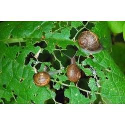 Zielony Dom 2,5kg Pożegnanie ze ślimakiem Ekologiczny Środek ślimakobójczy Skutecznie odstrasza