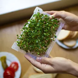 PNOS Kiełkownica Mini Naczynie do kiełkowania Kiełki Mikrolistki Witaminy Zdrowe Odżywianie