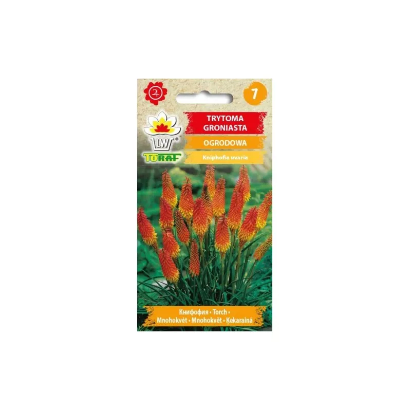 Toraf 0,5g Trytoma groniasta Nasiona kwiatów Bylina Wieloletnia Mrozoodporna