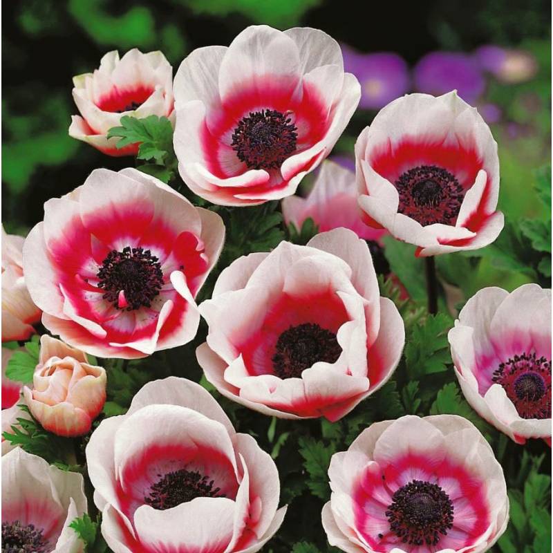 Benex Cebulki Zawilec Anemone Bicolor na Skalniaki Kwiat Cięty