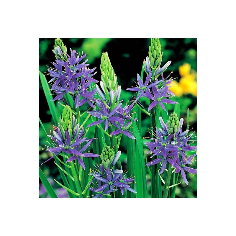 Benex Cebulki Kamasja Niebieska Camassia Wieloletnia