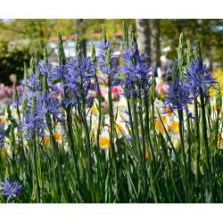 Benex Cebulki Kamasja Niebieska Camassia Wieloletnia
