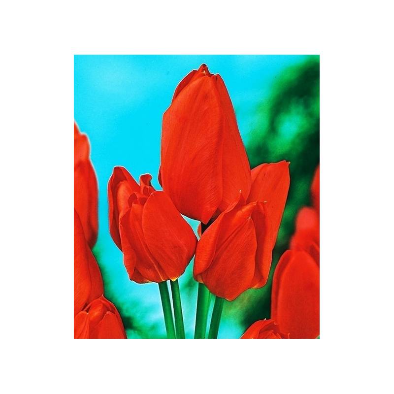 Benex Cebulki Tulipan Wielokwiatowy Toronto Orange