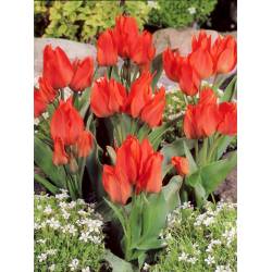 Benex Cebulki Tulipan Wielokwiatowy Toronto Orange