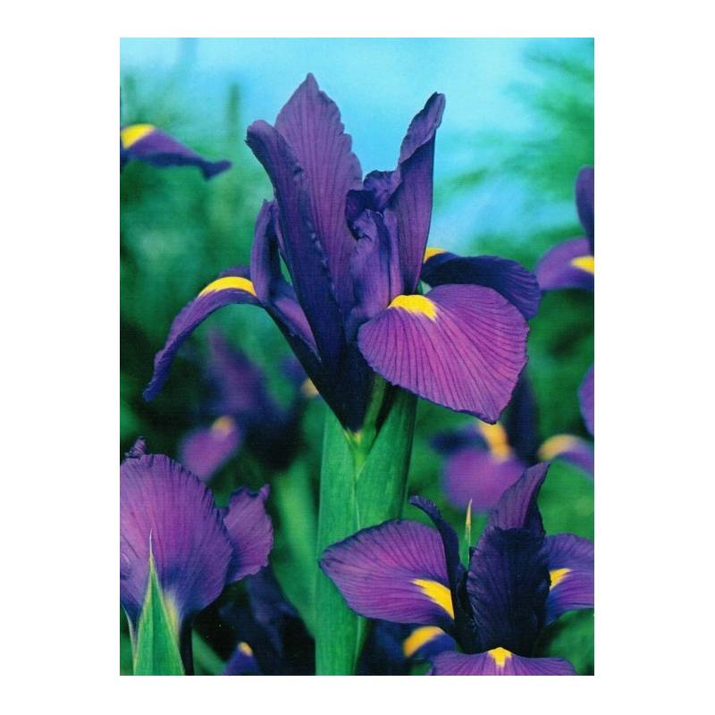 Benex Kłącze Irys Kosaciec Holenderski Purple Sensation fioletowy