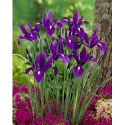 Benex Cebulki Irys Kosaciec Holenderski Purple Sensation fioletowy