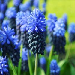 Benex Cebulki Szafirek Muscari Maqstari Latifolium Niebieski