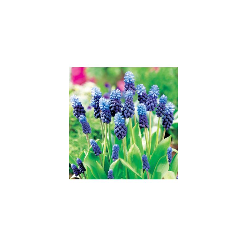 Benex Cebulki Szafirek Muscari Maqstari Latifolium Niebieski