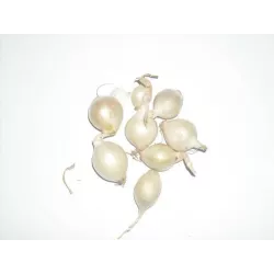 Cebula Dymka 0,25kg Alibaba Delikatna w smaku Biała