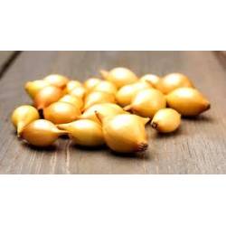 Cebula Dymka 0,25kg Zimująca Senshyu Yellow