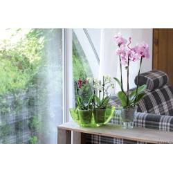 Osłonka storczyk kwadrat 13cm Form fioletowy