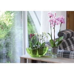 Osłonka storczyk kwadrat 13cm Form transparentny