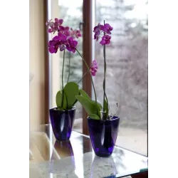 Osłonka storczyk kwadrat 13cm Form fioletowy