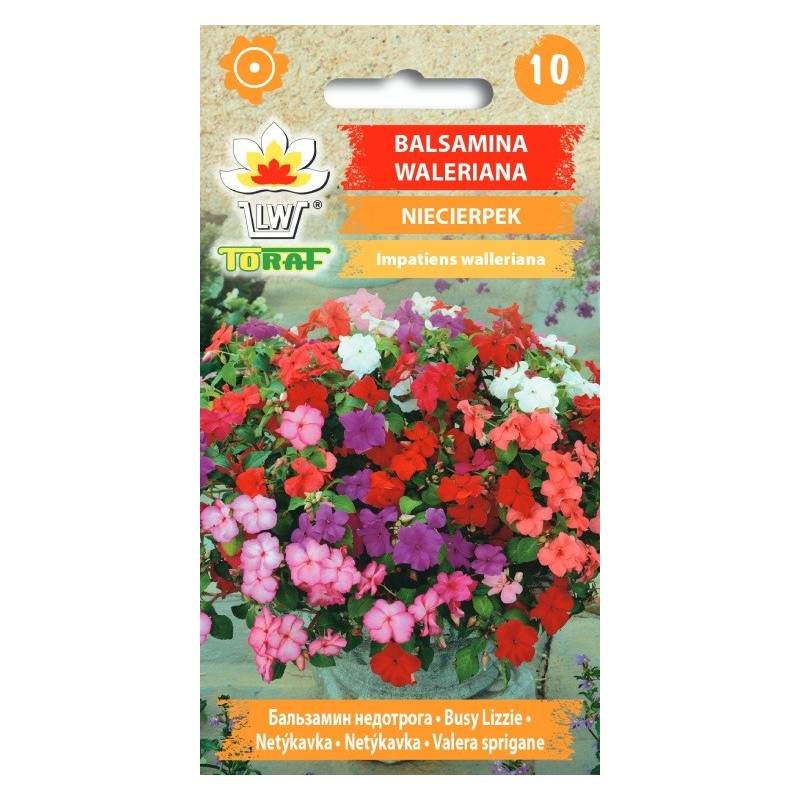 Toraf 0,1g Balsamina Waleriana Niecierpek Nasiona kwiaty doniczkowe rabatowe cięte