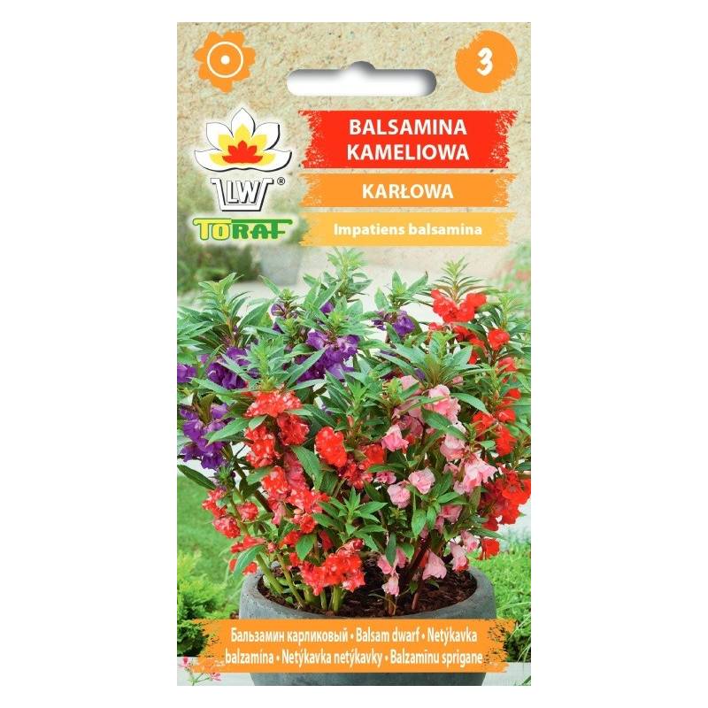 Toraf 0,5g Balsamina Kameliowa Karłowa Nasiona kwiatów Roślina doniczkowa rabatowa Długo kwitnie